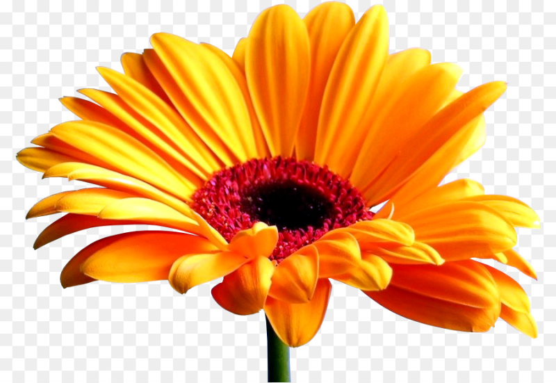 Гербера Cubanita