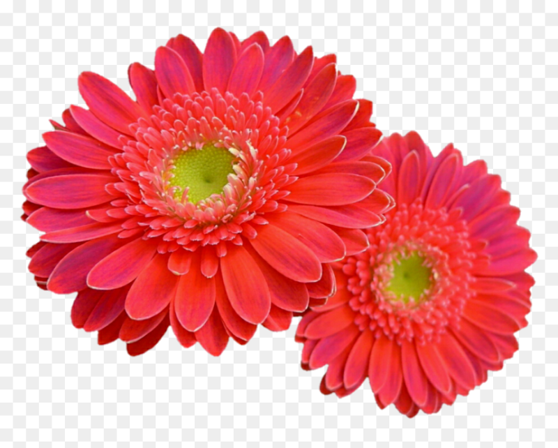 Гербера или трансваальская Ромашка