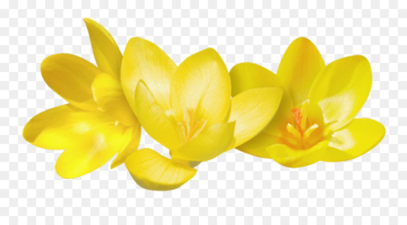 Желтый на прозрачном фоне