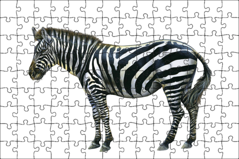 Животные для детей Зебра