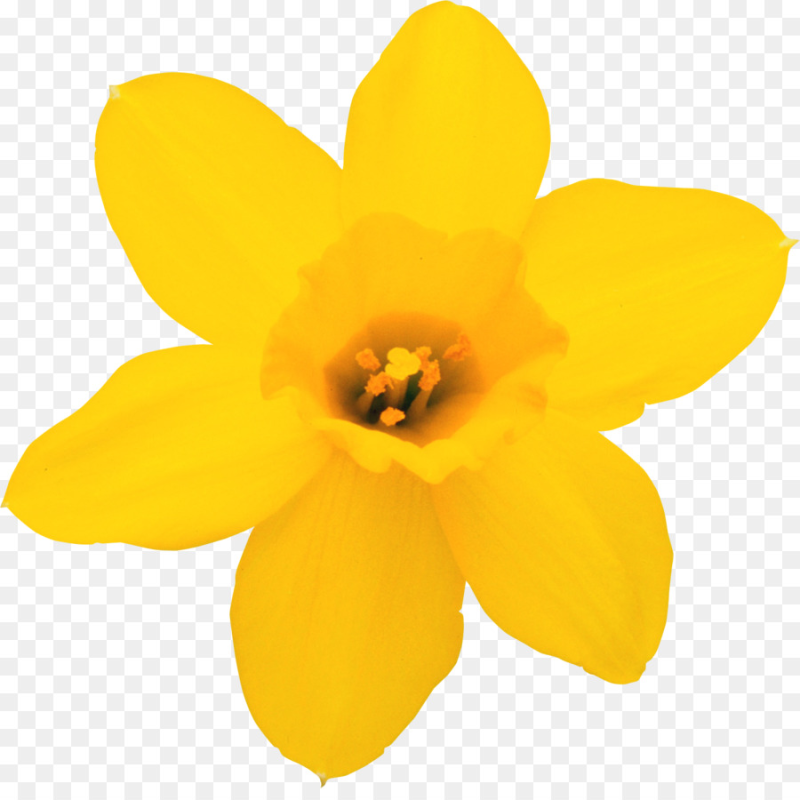 Цветы одиночные