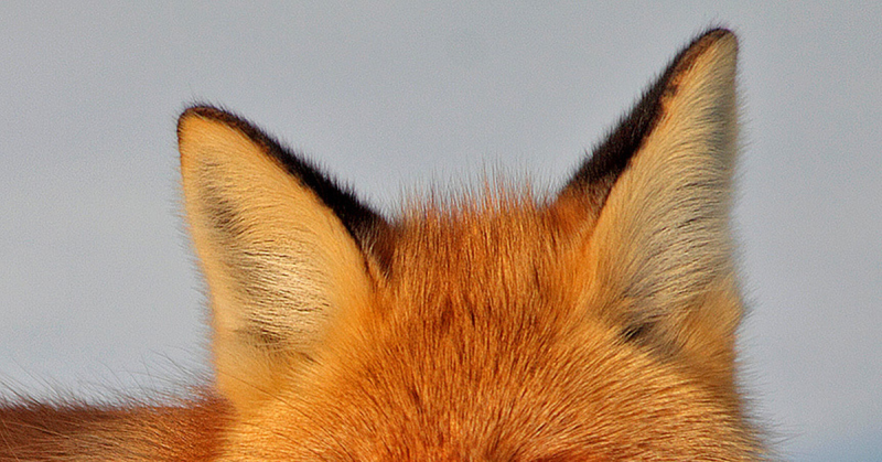 Уши лисы