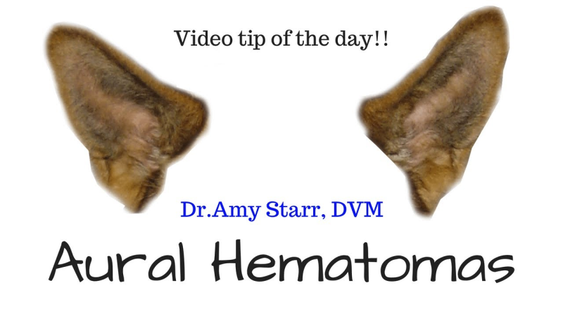 Собачьи уши