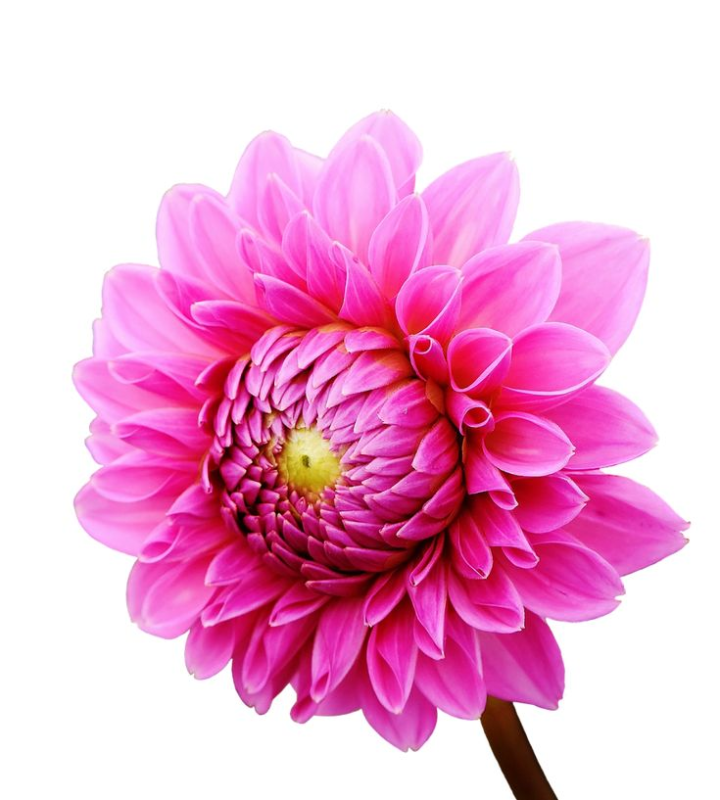 Георгина Pink Daisy