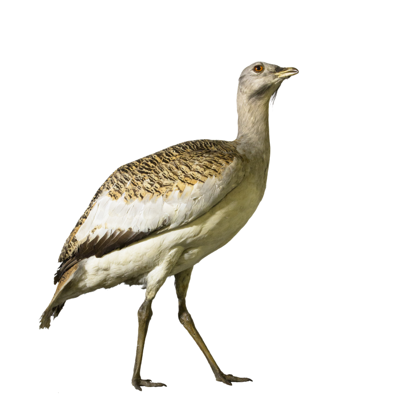 Дрофа Дудак