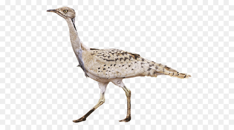 Houbara Bustard