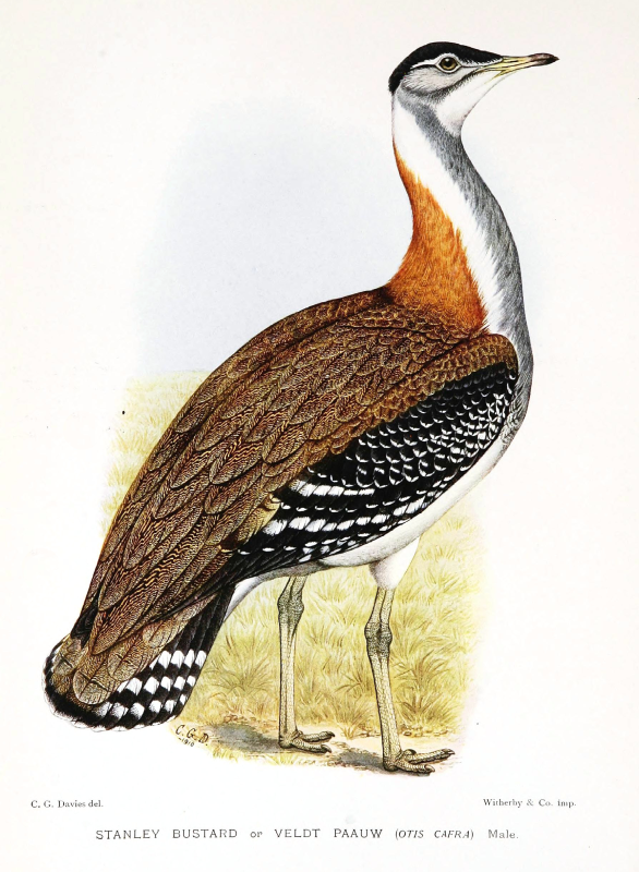 Дрофа на белом фоне