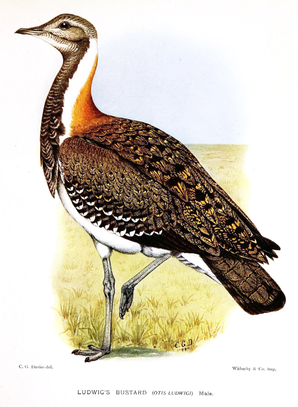 Дрофа на белом фоне