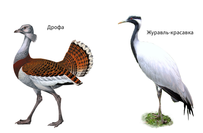 Обитатели открытых пространств птицы