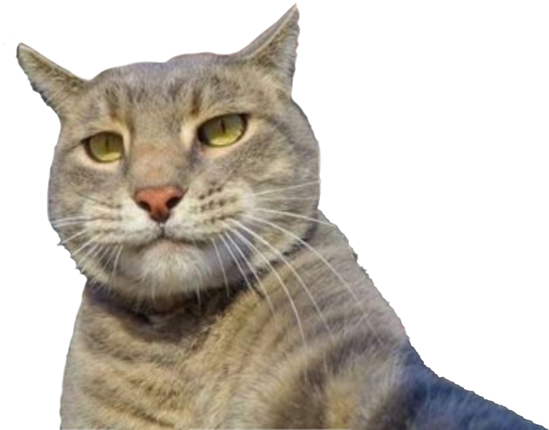 Кот Шлепа