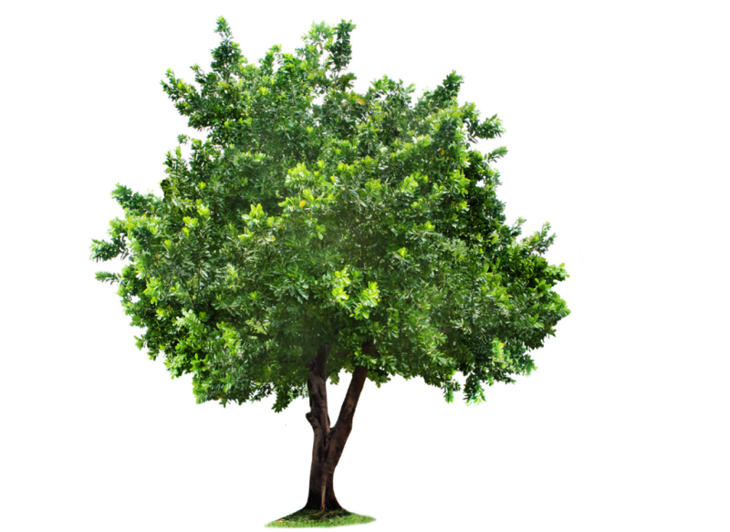 Дерево зеленое