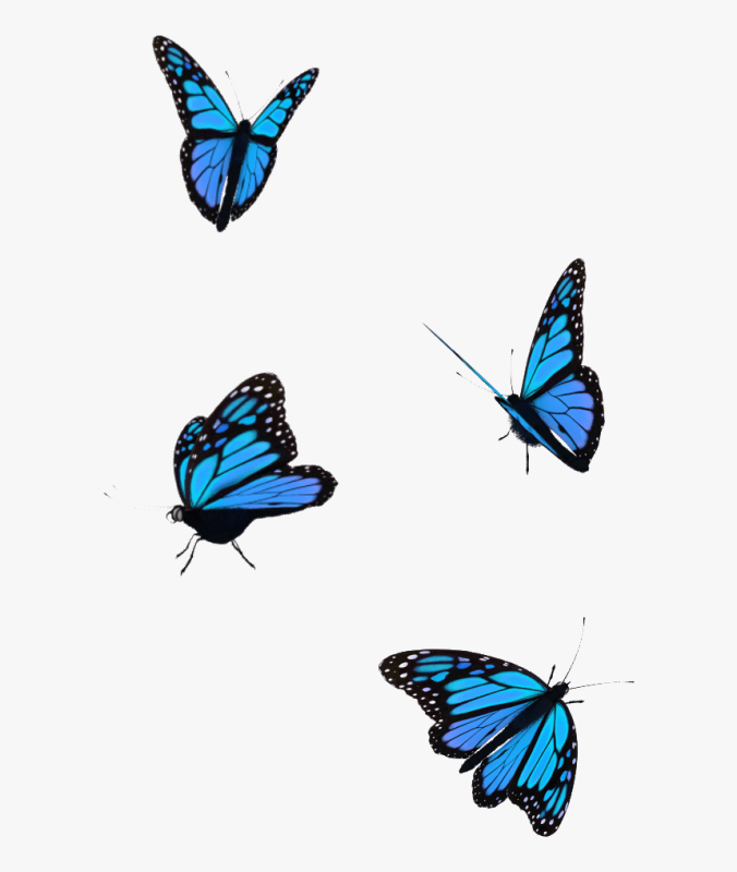 Бабочка гиф на прозрачном фоне