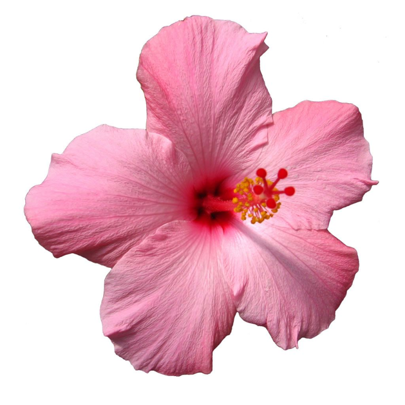Гибискус Fringed Pink