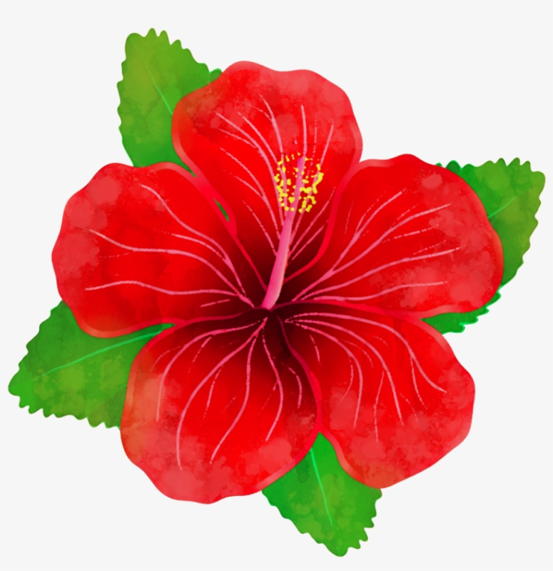 Гибискус Hibiscus Atheline