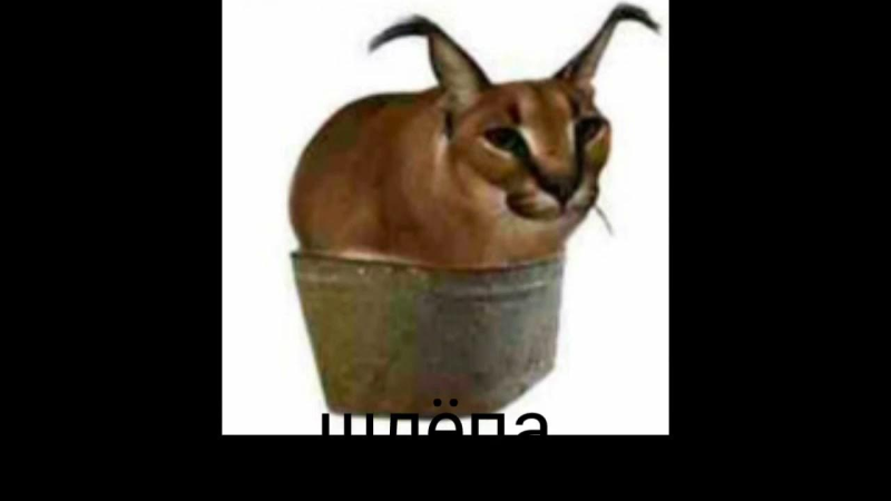 Изображение шлёпа