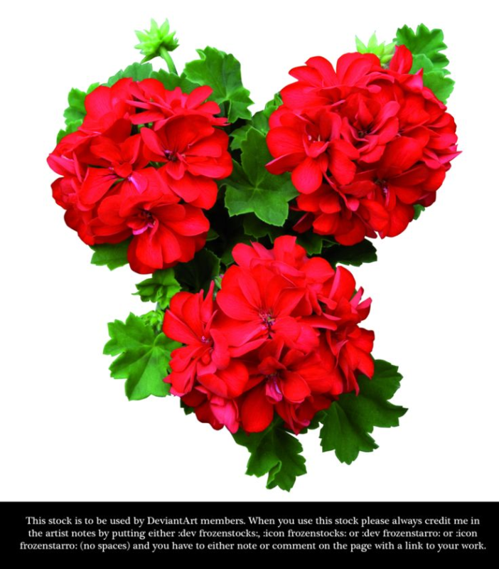 Пеларгония Pelargonium Villetta Red