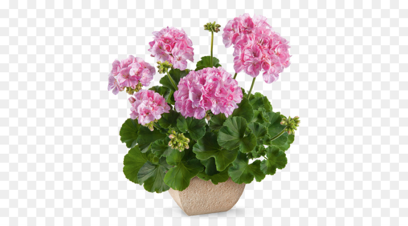 Mosaic Pink пеларгония