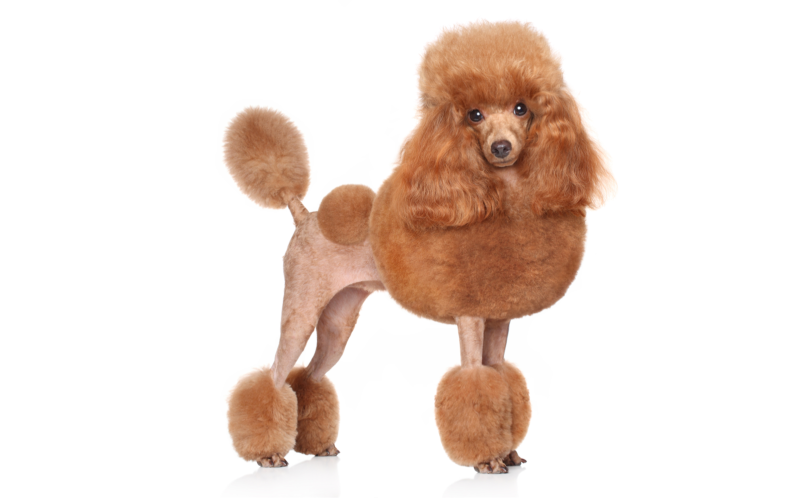 Карликовый пудель персиковый