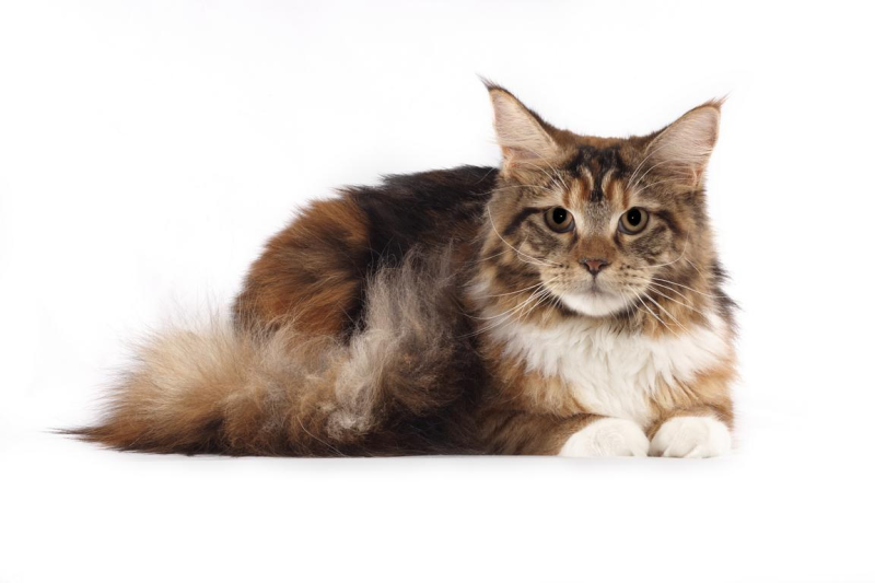 Груминг Мейн кунов