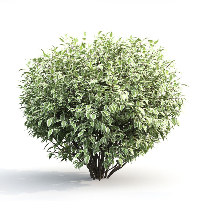 Дерен белый сверху