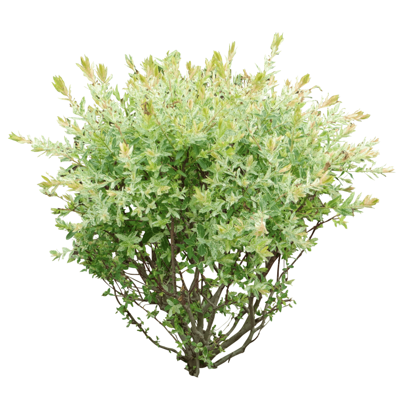 Спирея Крымская