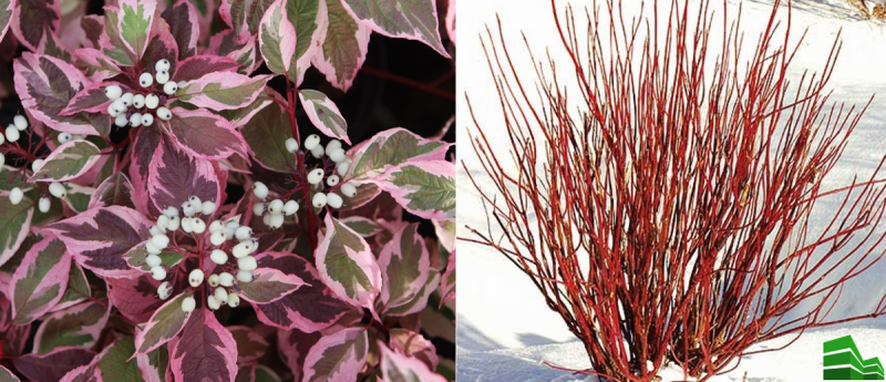 Дерен Cornus Alba sibirica