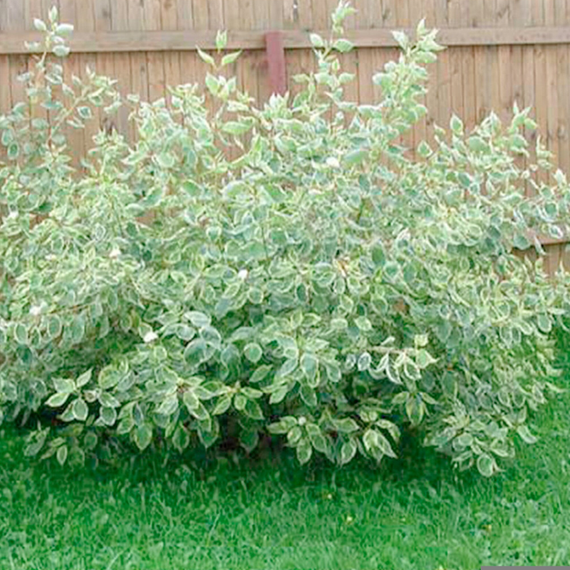 Дерен Сибирика Вариегата куст