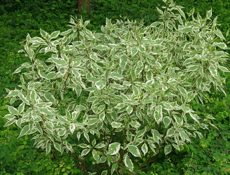 Дерен Элегантиссима