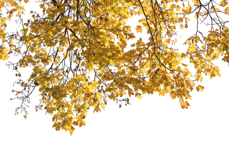 Осенняя ветка на прозрачном фоне