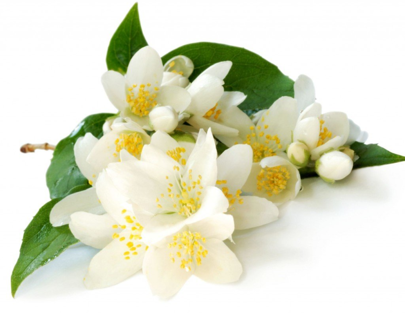 Жасмин для фотошопа