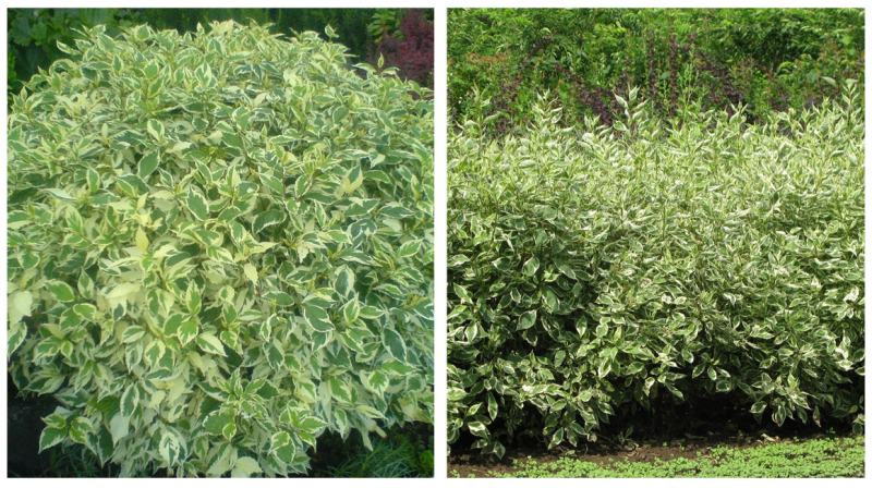 Дерен Элегантиссима elegantissima