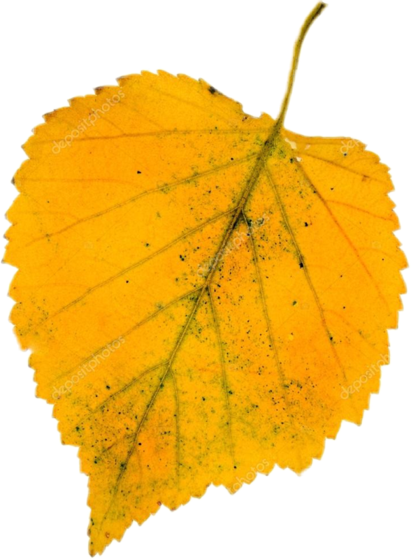 Листочки березы