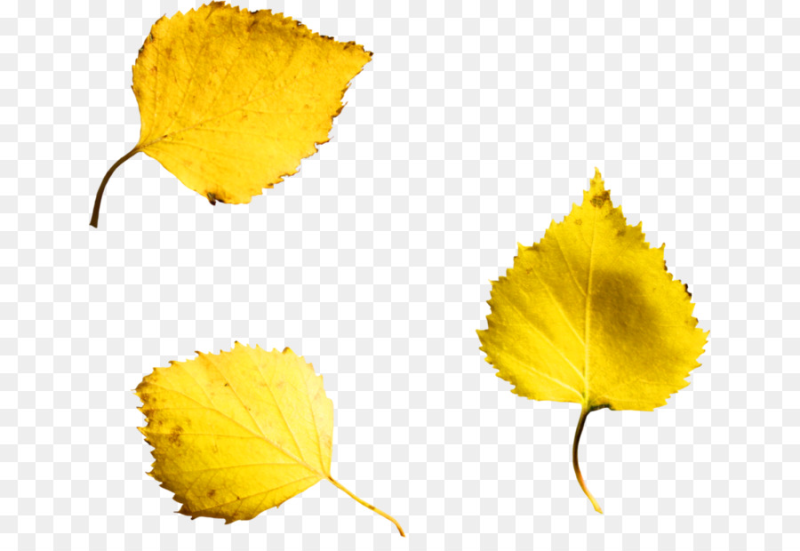 Желтый лист