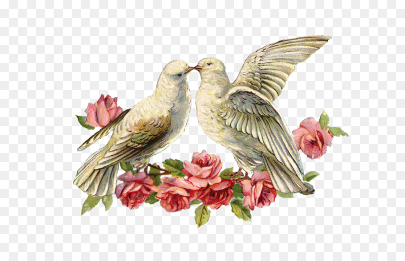 Свадебные голуби