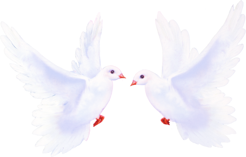 Белый голубь на белом фоне