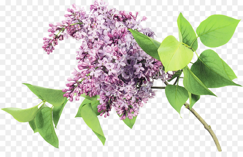 Флауэр Сити сирень