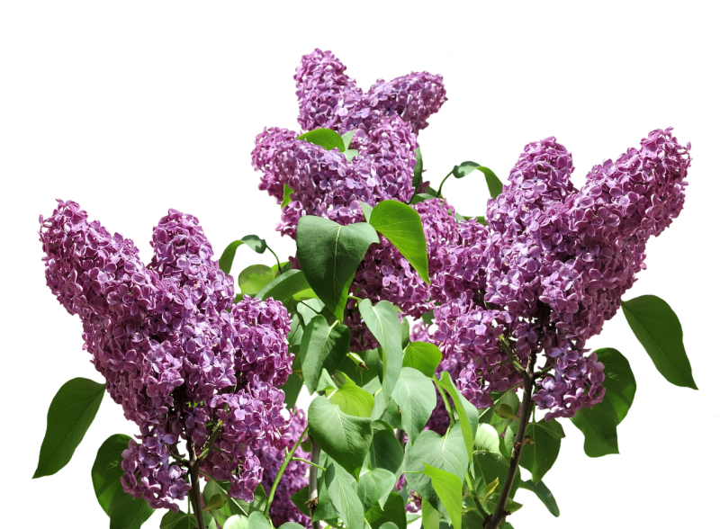 Сирень сиреневая куст