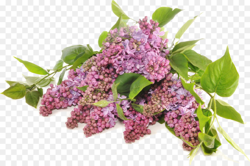 Бакр апрельский сирень