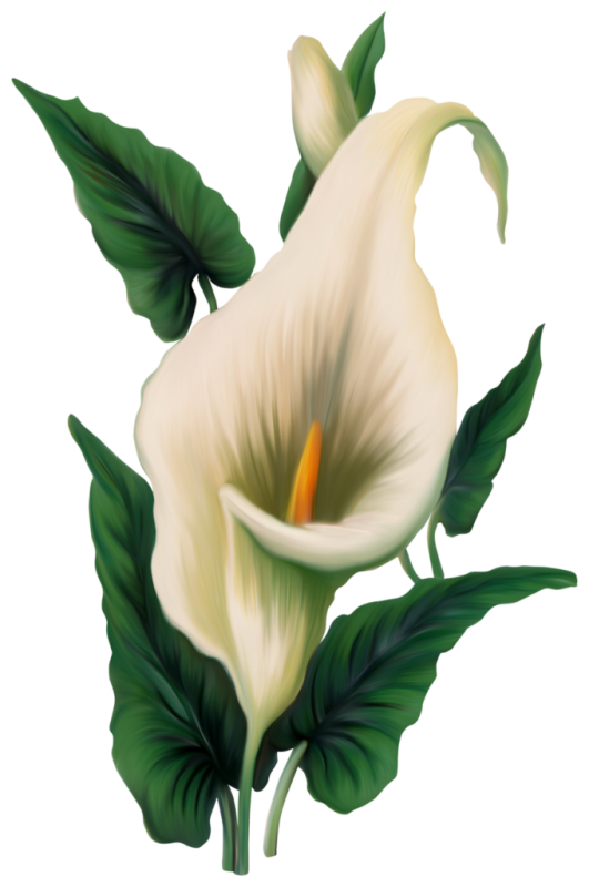 Калла arum Lily
