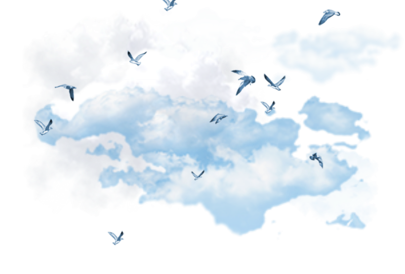 Птицы в небе на белом фоне