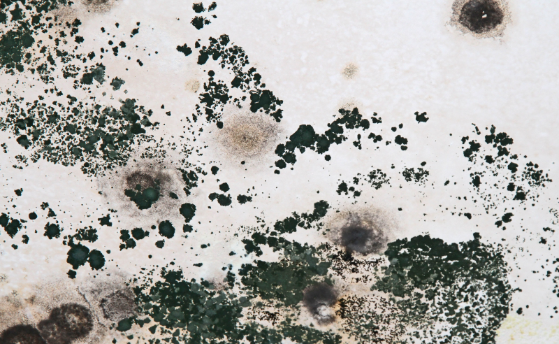 Плесень и грибок на стенах