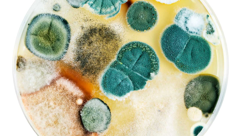 Плесени/плесневые грибы