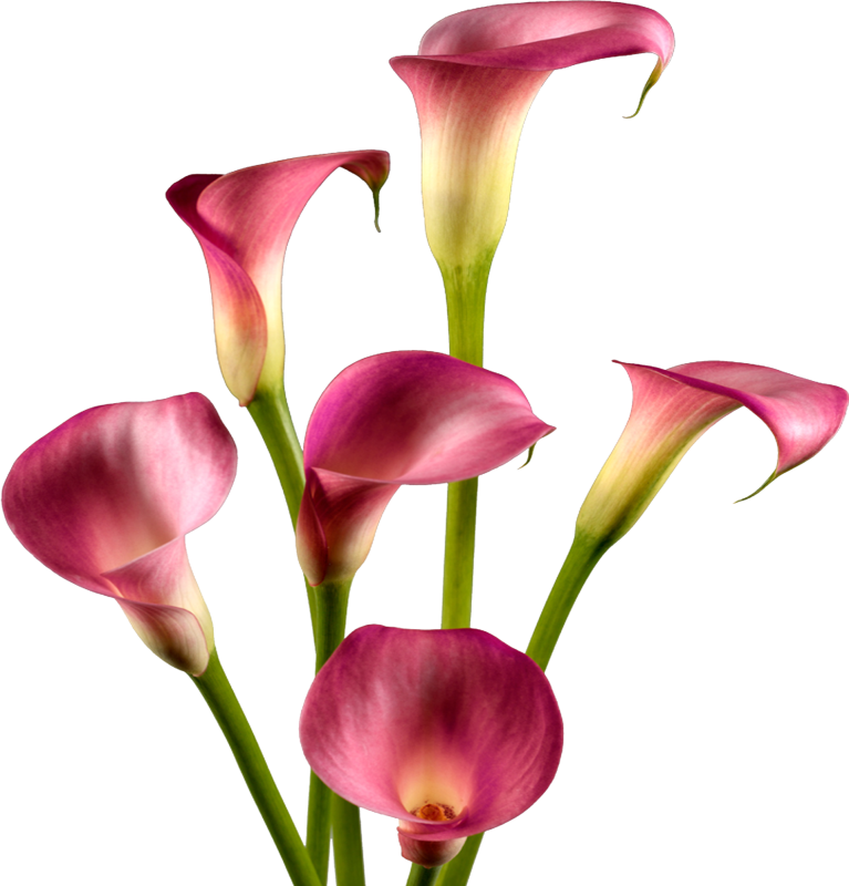 Calla Lily цветок