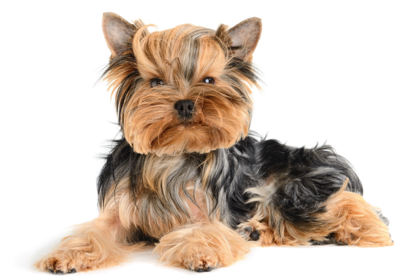 Йоркширский терьер (Yorkshire Terrier)