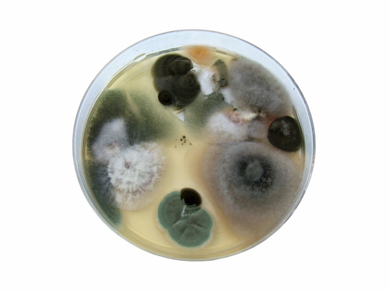 Плесневые грибы в чашке Петри
