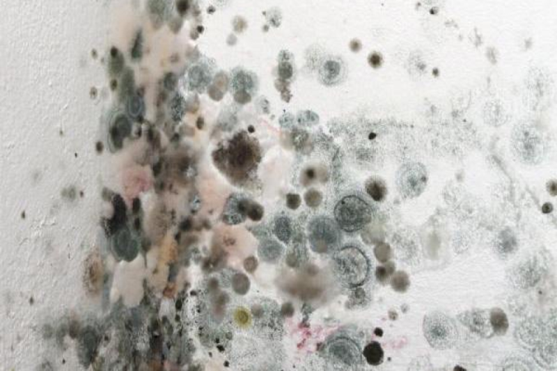 Плесень на стене текстура