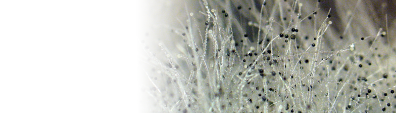 Плесень вектор