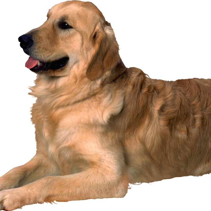 Пес на белом фоне