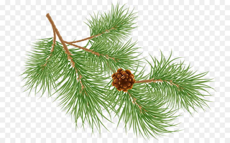 Сосновая ветка