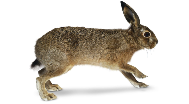 Заяц Русак Collecta